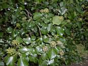 Promenad 2003-11-02 020.jpg